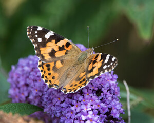 Painted lady