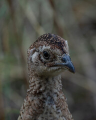 Pheasant chick