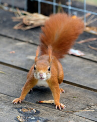 Red squirrel