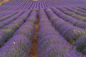 Naklejka na ściany i meble Beautiful landscape of blooming lavender field in sunrise. Nature. Brihuega, Spain, Europe. Selective Focus