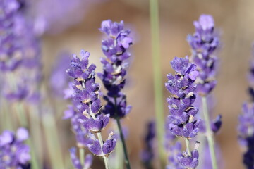 Lila Lavendelblüten