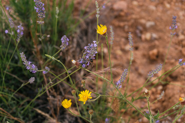 beautiful closeup from a blooming lavender plant during the sunrise. Nature. Brihuega, Spain, Europe. Selective Focus