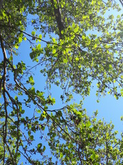 green leaves against blue sky