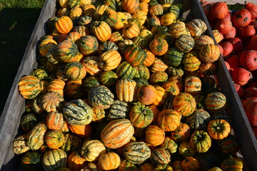 Different squashes and pumpkins on the market before Halloween