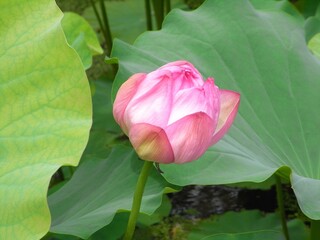 ピンクの蓮のつぼみ
