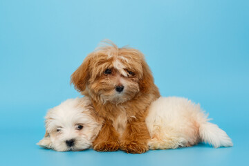 Two puppy of breed maltipoo