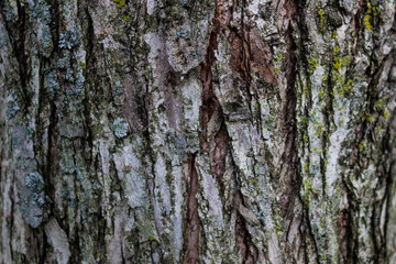 tree texture