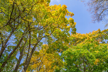 Naklejka premium Colorful tree branches with bright foliage in golden autumn season