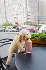 Dog breed maltipoo and  milkshake