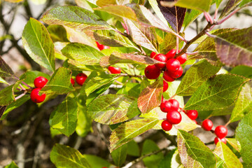red berries on a tree