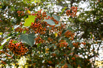 Fototapeta premium orange berries on a branch