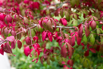 red leaves on a branch