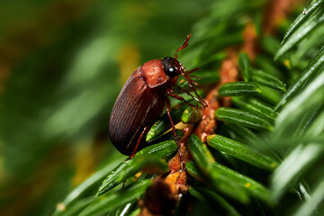 bug on a spruce