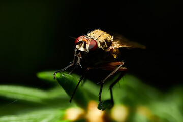 fly on the spruce in the night