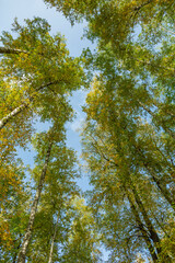Obraz premium Colorful tree branches with bright foliage in golden autumn season