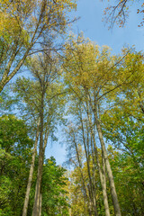 Colorful tree branches with bright foliage in golden autumn season