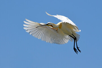fliegender Löffler (Platalea leucorodia) - flying spoonbill