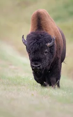 Gordijnen Wood bison © Jillian