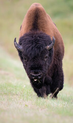 Wood bison