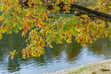 Colorful tree branches with bright foliage in golden autumn season