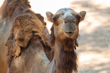 Close up shot of wild camel in the desert