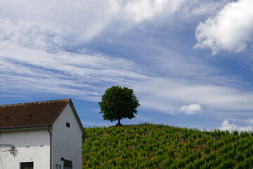 Fototapeta na wymiar Landschaft Weinberg mit Baum
