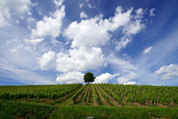 Landschaft Weinberg mit Baum