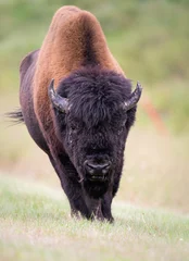 Zelfklevend Fotobehang Wood bison © Jillian