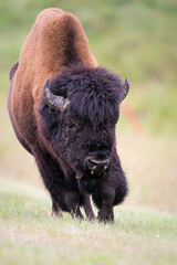 Wood bison