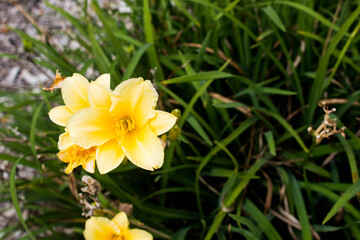 yellow flowers in the grass
