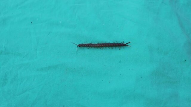 centipede.
close up of centipede isolated on a green background.
closeup of centipede  
super macro centipede.
insect, insects, bug, bugs, animal, animals, wildlife, woods, forest, wild nature, garden