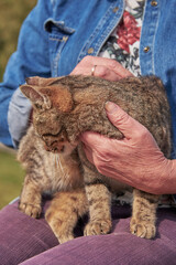 An elderly woman's hands are stroking a tabby cat that is squinting with pleasure.