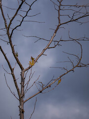 Tree in winter with bare branches besides a couple lone leaves