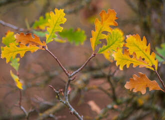 Detail shot of Valley Oak  leaves in  fall