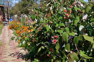 Sunny autumn day in the dacha. The path is lined with red and yellow shaped tiles. Autumn raspberry bush with mature red berries. Lilac perennial asters or chrysanthemums.