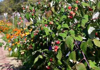 raspberry bush with mature red berries