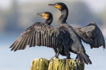 Cormorant with open wings looking over shoulder 