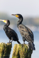 Black waterbird sitting on wood with blue background
