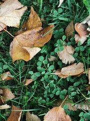 autumn leaves on the ground