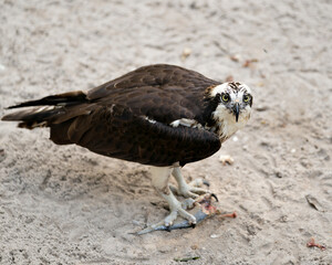 Osprey Stock Photos. Close-up profile view looking at the camera with a fish in talons displaying its brown plumage head, talons with a sand background in its habitat and environment. Image. Picture.