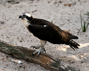 Osprey Photo stocks. Osprey close-up profile view perched on a log, displaying brown feathers, wings, talons with a fish in its environment and habitat. Picture. Image. Portrait.