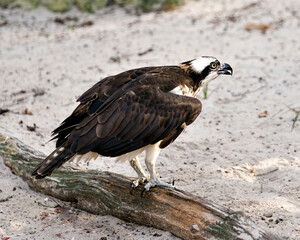 Osprey Photo stocks. Osprey close-up profile view perched on a log, with a sand background displaying brown feathers, wings,  in its environment and habitat. Picture. Image. Portrait.