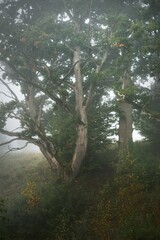 Close-up of mighty sorcerer deciduous tree in a fog at sunrise. Moss, fern, plants. Dark...