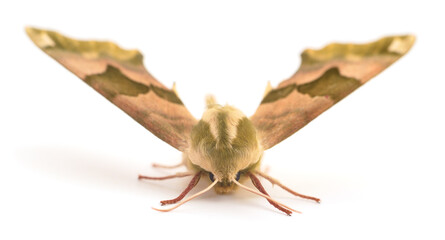 Lime Hawk-Moth (Mimas Tiliae).