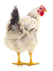 white hen isolated.