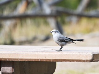 Gray Jay on Table