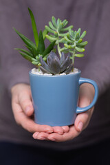 Woman hands holding handmade home decoration with succulents in blue mug, selective focus
