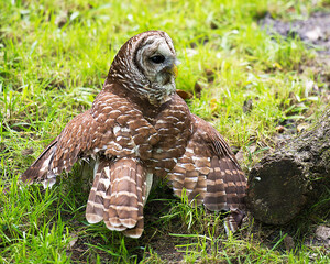 Owl Stock Photos. Owl close-up profile rear view looking to the right side with a blur background displaying its brown feathers plumage, beak, talons in its environment and habitat. Image. Picture. 