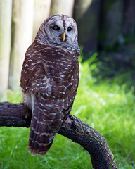 Owl Stock Photos. Owl close-up profile rear view looking at the camera with a blur background displaying its brown feathers plumage, beak,  in its environment and  habitat. Image. Picture. Portrait.