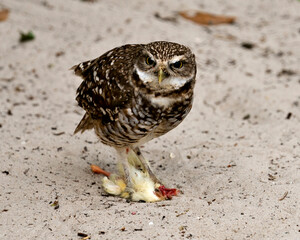 Owl Bird Photo. Picture. Ow close-up profile view standing on its prey and looking at you in its environment and habitat with a sand background. Image. Portrait.